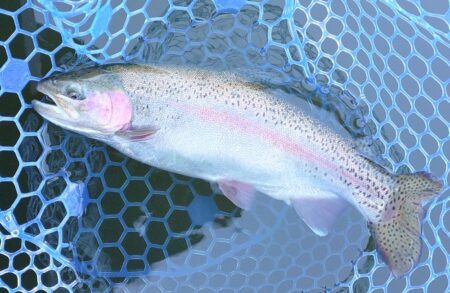 初釣り ～岡崎トラウトポンド～